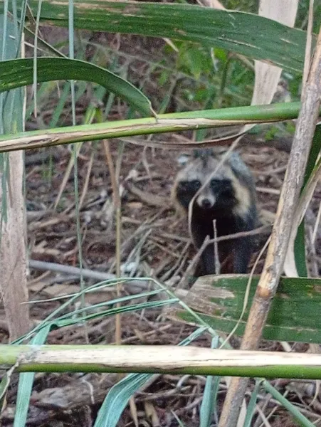 Caine enot Răsărit 